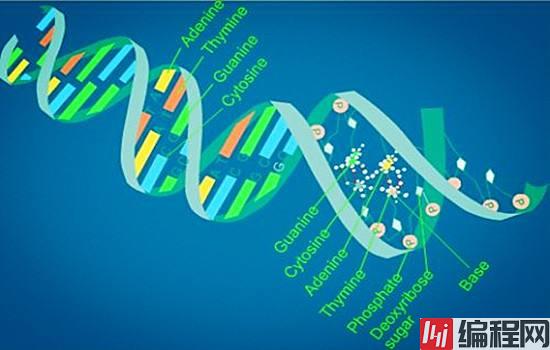 流程控制之if判断-dna.jpg